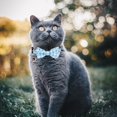 thumbnail image 4 of Mumup 2 Pcs Red Cat Collar for Boy Girl Cats Breakaway Cat Collars with Bell Cute Christmas Kitten Bow Tie Collar Adjustable Small Puppy Safety Collar Solid Color Plaid Pet Collar, 4 of 7