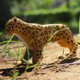 thumbnail image 4 of Juego de juguetes con figuras de animales realistas de 2 piezas, 4 of 7