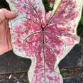 thumbnail image 6 of Blue Buddha Farm: Splash of Wine Caladium (2 Bulbs) - Easy to Grow Indoor or Outdoor Perennial Plant, 6 of 8