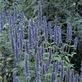 thumbnail image 4 of 30 Blue Hyssop Seeds Flower and Herb Seeds for Asian Garden and Containers, 4 of 4