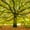 London Oak Tree, variant on Elephant Stock Japanese Maple Garden Wall Art - Horizontal Canvas Wall Art - Lobby Wall Decor - Floral And Botanical Canvas - Green And Brown Decor - 12" x 8"