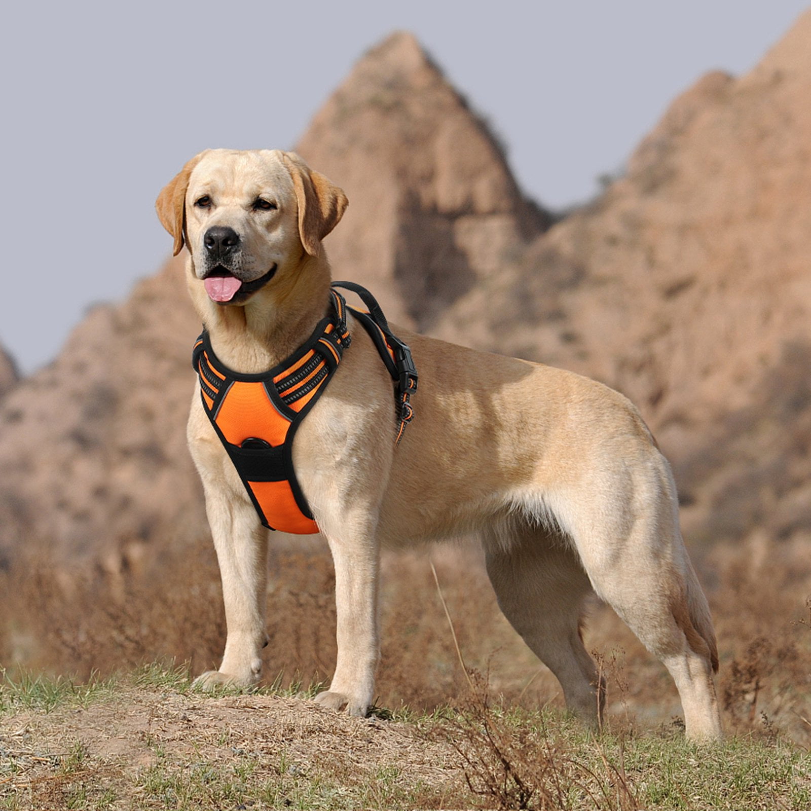 Eagloo harness cheap