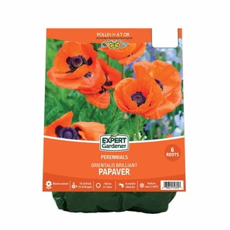 Van Zyverden Poppies Orange Set of 5 Plant Roots Orange Full Sun