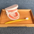 thumbnail image 2 of OULII 1 Set Children Cartoon Brush Tooth Model Toy Light Brown for Early Education, 2 of 8