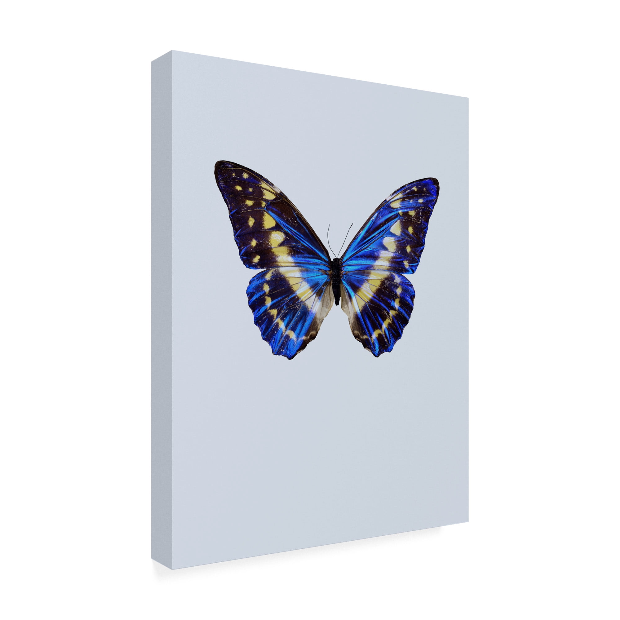 Trademark Fine Art 'Blue Butterfly Study' Canvas Art by Incado