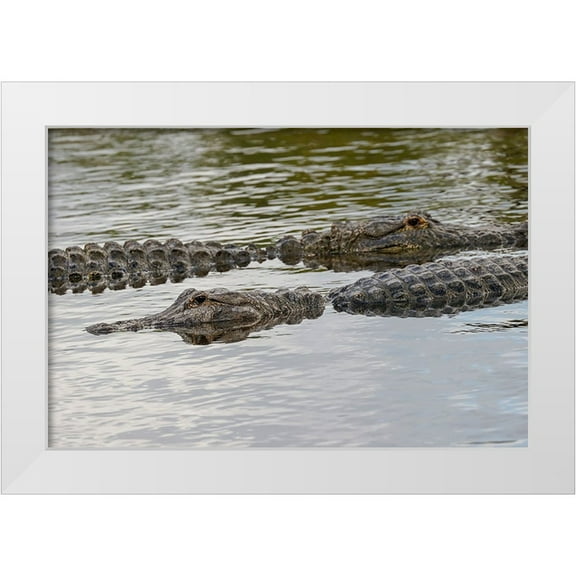 Jones, Adam 14x11 White Modern Wood Framed Museum Art Print Titled - American alligators-Myakka River State Park-Florida