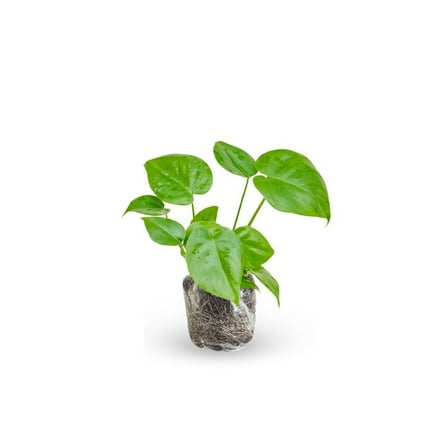 Green Monstera Deliciosa Plant Live 4-8 Inches Tall, Solid Monstera Deliciosa for Indoor Houseplant