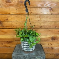 Hoya Hainanensis, 6" Plant, The Plant Farm