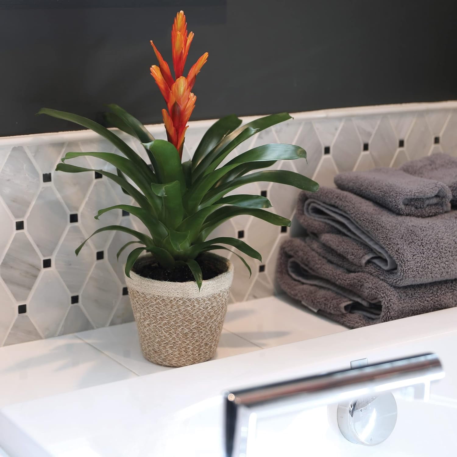 Just Add Ice 15" Tall Orange Vriesea Bromeliad Live Plant in 5" Moss Topped Cream Jute Pot, House Plant
