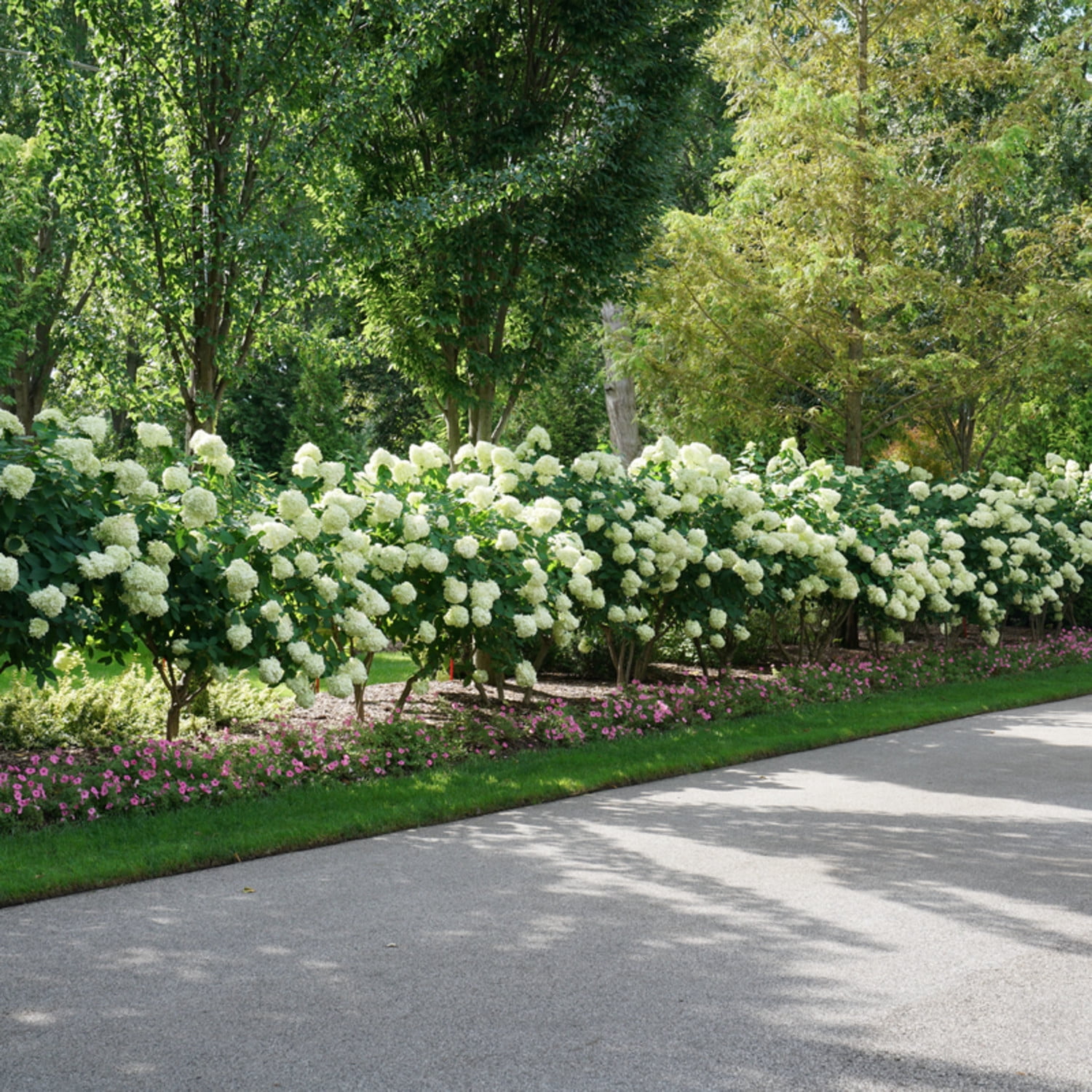 Proven Winners ColorChoice 5" 'Limelight' Panicle Hydrangea Live Plant in 4.5" Pot (4 Count)