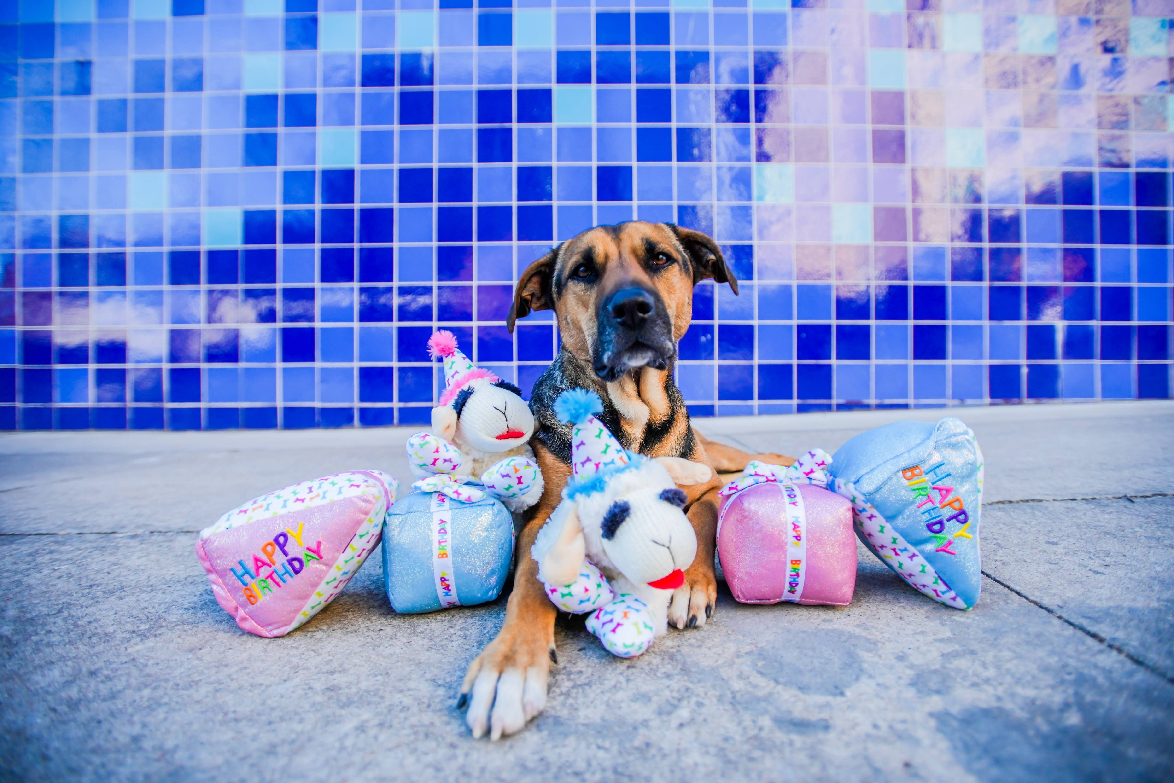 Multipet Pink Birthday Dog Toy Gift Box includes 5 Plush Birthday Dog Toys