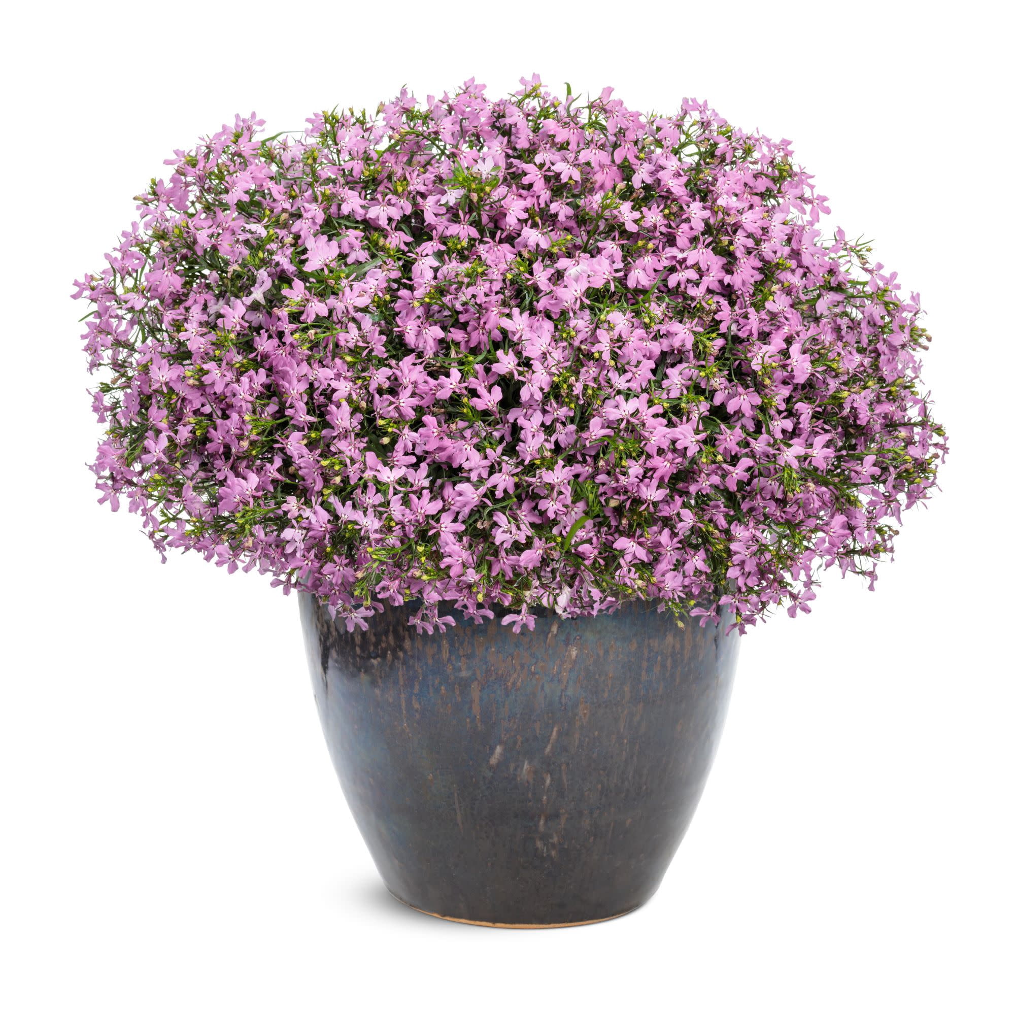 Proven Winners 4" Laguna Royale Pink Lobelia Live Plant in 4.25" Pot (4 Count)