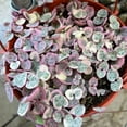 thumbnail image 2 of Variegated String of Hearts Live Plant, String of Hearts Succulent, 4 Inc, Indoor Outdoor Planting, 2 of 5