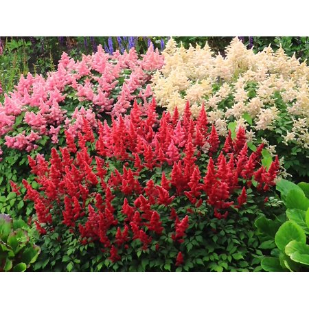 Classy Groundcovers, Astilbe Perennial Plant Mix: 10 Pink, 10 Red, 10 White Astilbe japonica Mix (10 of each, bare roots)