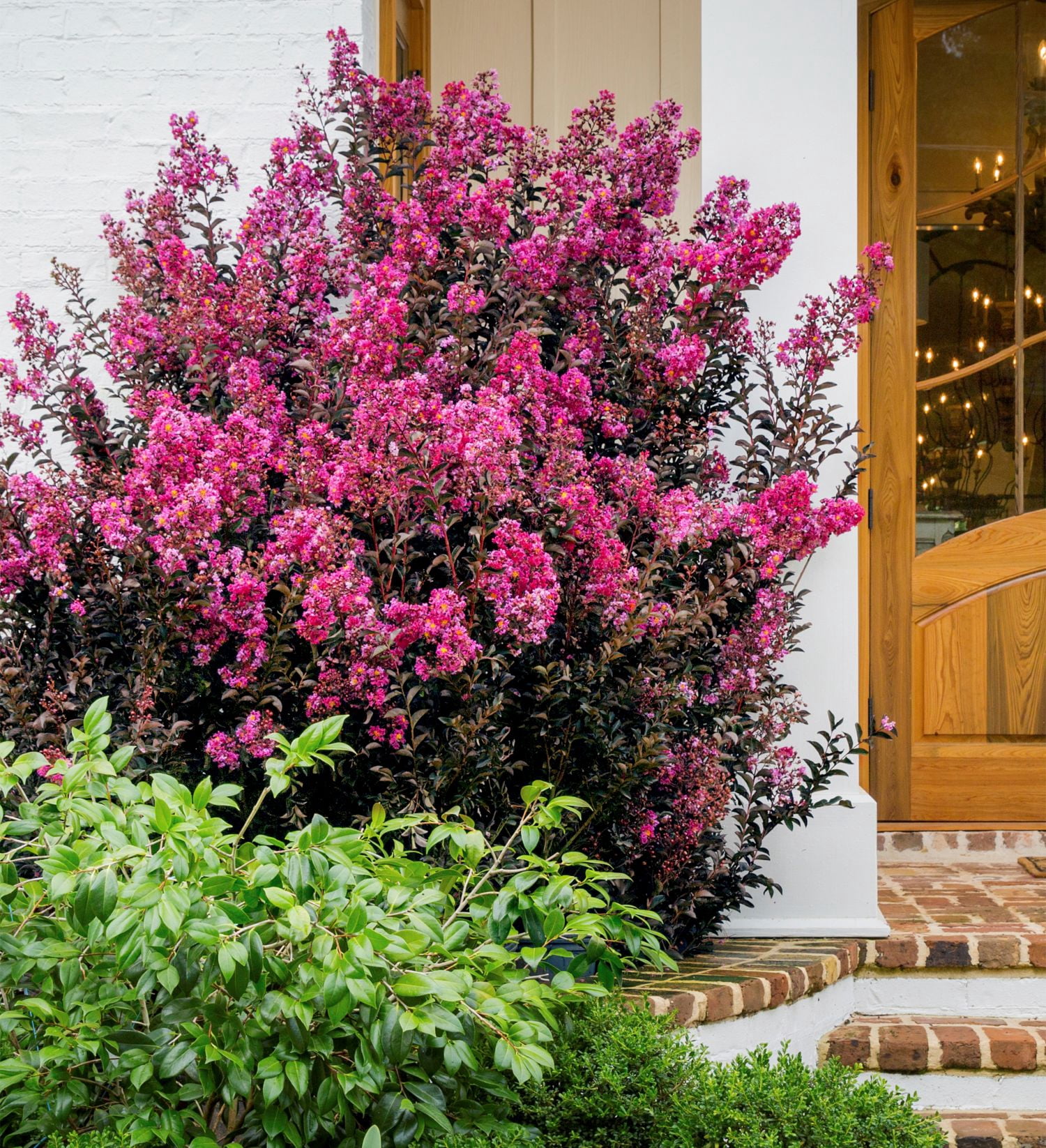 Southern Living Delta Fusion Crapemyrtle Live Shrub in 2-Gallon Grower Pot