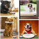 thumbnail image 3 of Paquete de 2 timbres para perros (7*4cm), campanas para perros de alta calidad para adiestramiento en el baño de la puerta, timbre para puerta para perros con botón grande, 3 of 5