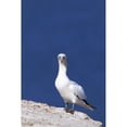 thumbnail image 2 of Gannet With An Attitude Staring At The Camera; Perce Quebec Canada Poster Print, 2 of 4