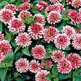 thumbnail image 2 of Outsidepride Zinnia Swizzle Cherry Ivory Flower Seeds - 30 Seeds, 2 of 2