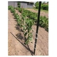 thumbnail image 4 of 6300ft Tomato Twine - Heavy Duty Garden Twine for Trellising, Plant Support - UV Resistant, 3lb Box (2300ft/lb), Easy-Feed, 4 of 9