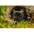 thumbnail image 2 of Jaynes Gallery 18x13 Gold Ornate Wood Framed with Double Matting Museum Art Print Titled - Minnesota-striped skunk-mother and kit in log-captive, 2 of 4