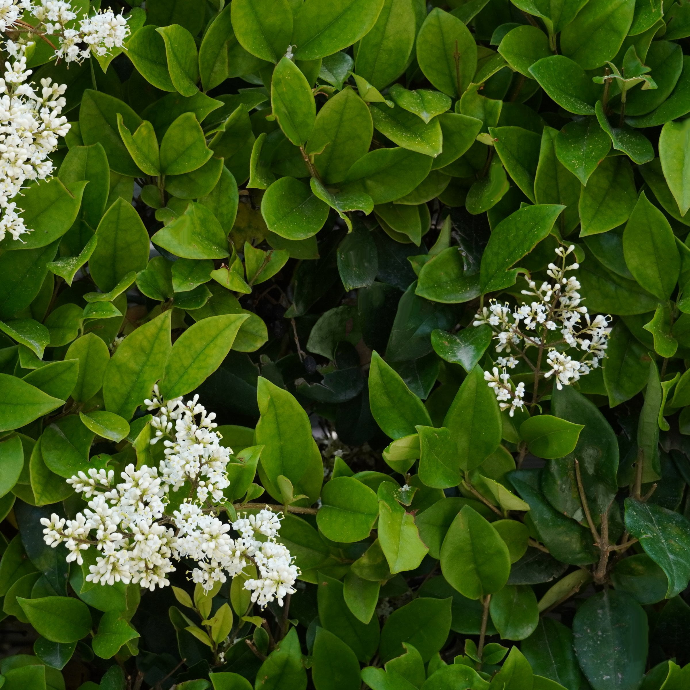 National Plant Network 1 gal. Wax Leaf Ligustrum (40-Pack)