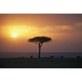 thumbnail image 2 of Acacia Trees At Sunset  Mara River  Maasai Mara  Kenya  Africa Poster Print, 2 of 2