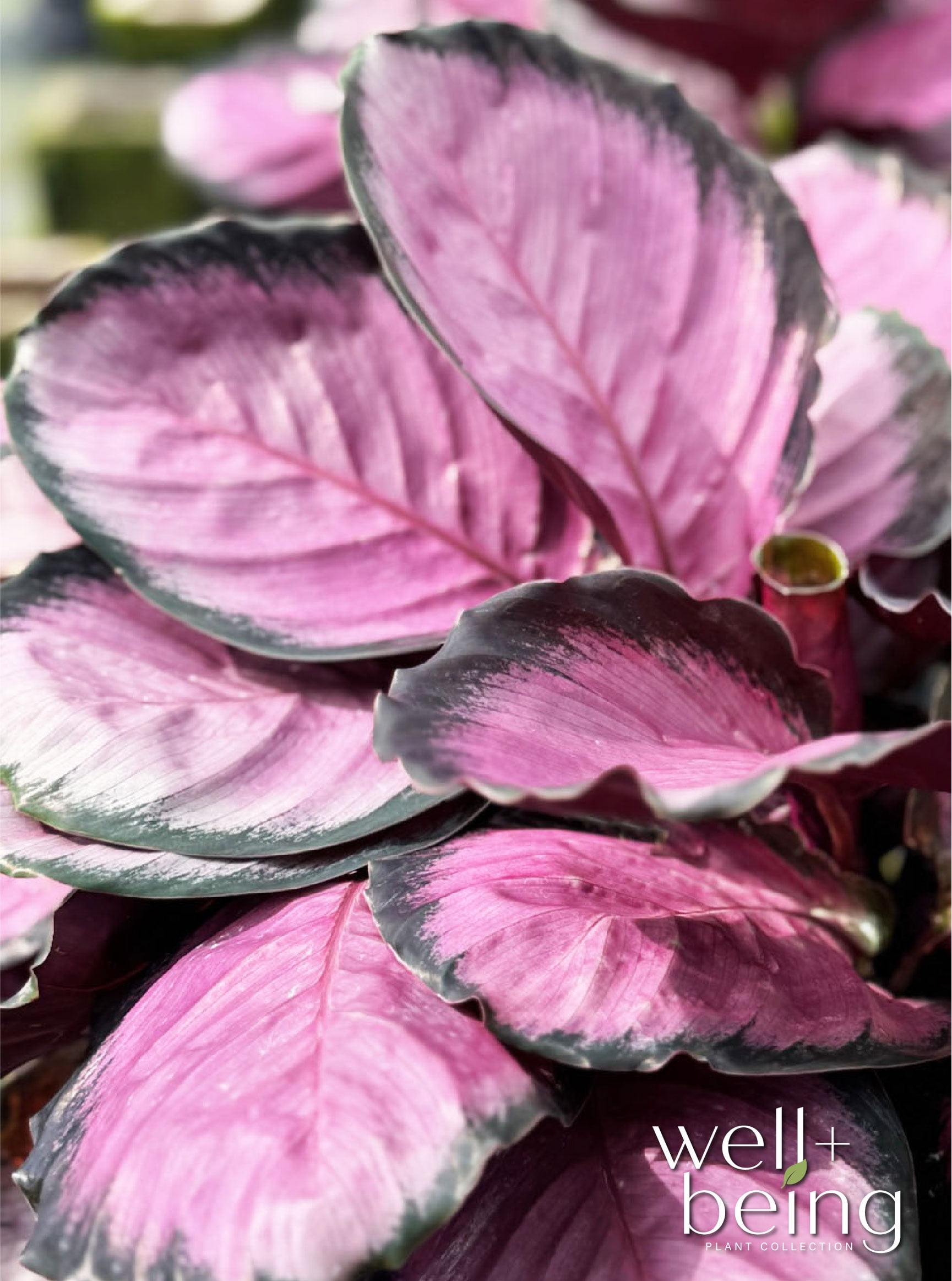 Nature’s Way Farms Calathea Rosy Indoor Live Plant (25-30in Tall) in Grower Pot
