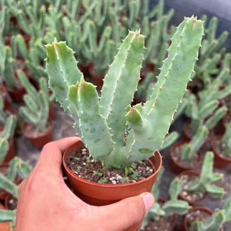 Desert Escape Live Indoor Plant 7in Tall Green Cacti and Succulent in 2.5in  Grower Pot - Walmart.com