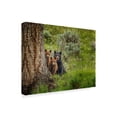 thumbnail image 2 of Trademark Fine Art 'Sow And Cubs Family' Canvas Art by Galloimages Online, 2 of 3