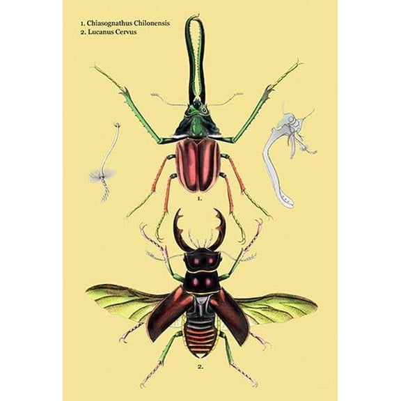 Beetles: Chiasognathus Chiloensis and Lucanus Cervus #2- Fine Art Canvas Print (20" x 30")