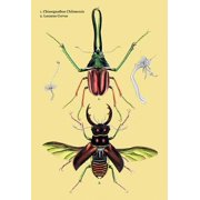 Beetles Chiasognathus Chiloensis and Lucanus Cervus #2- Fine Art Canvas Print 20 x 30