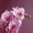 Orchid, variant on Coral Reef Watercolor Canvas Art Entryway Nursery Wall Decor