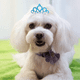 thumbnail image 5 of Paquete de 25 pinzas para el pelo de corona para mascotas, pinzas para el pelo brillantes y coloridas, accesorios de aseo para gatos Adepaton CPB-DE-LYY2094-4, 5 of 5