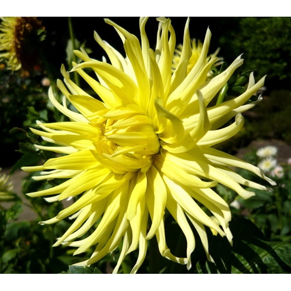 10 Mixed Cactus Dahlia Bareroot Bulbs