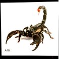 thumbnail image 1 of Unique 3D Animal Cartoon Design PVC Decals Car Funny Stickers Body Styling Decoration Sticker, 1 of 9