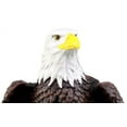 thumbnail image 3 of Ebros Gift American Pride National Emblem Bald Eagle Statue 16.5" H Figurine, 3 of 9
