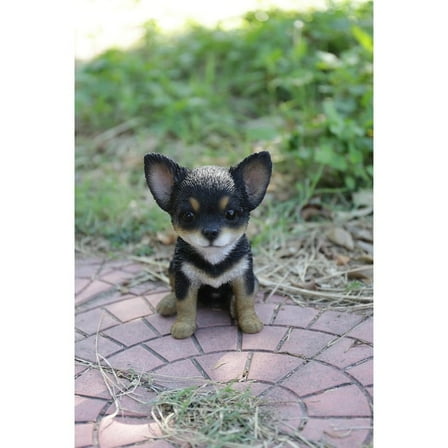 Black & Brown Chihuahua Puppy