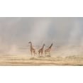 thumbnail image 2 of C. Sink, Jeffrey 14x10 White Modern Wood Framed Museum Art Print Titled - Weathering The Amboseli Dust Devils, 2 of 4