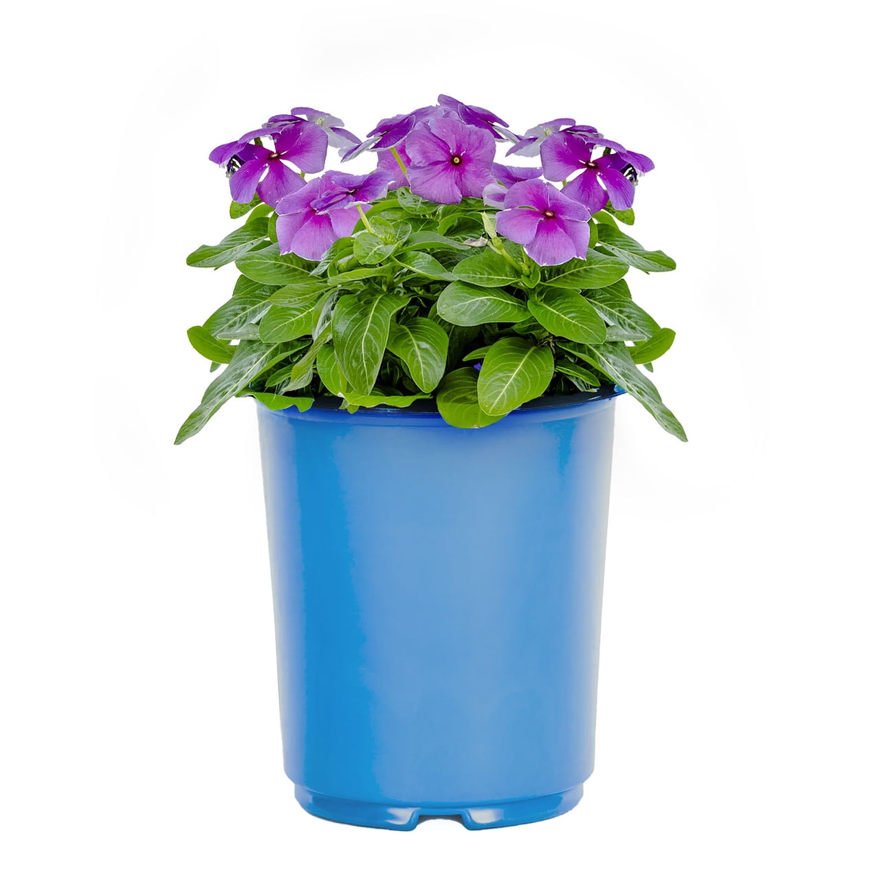 Expert Gardener Blue Vinca Live Annual Plant, 3-Pack, 2QT, Full Sun