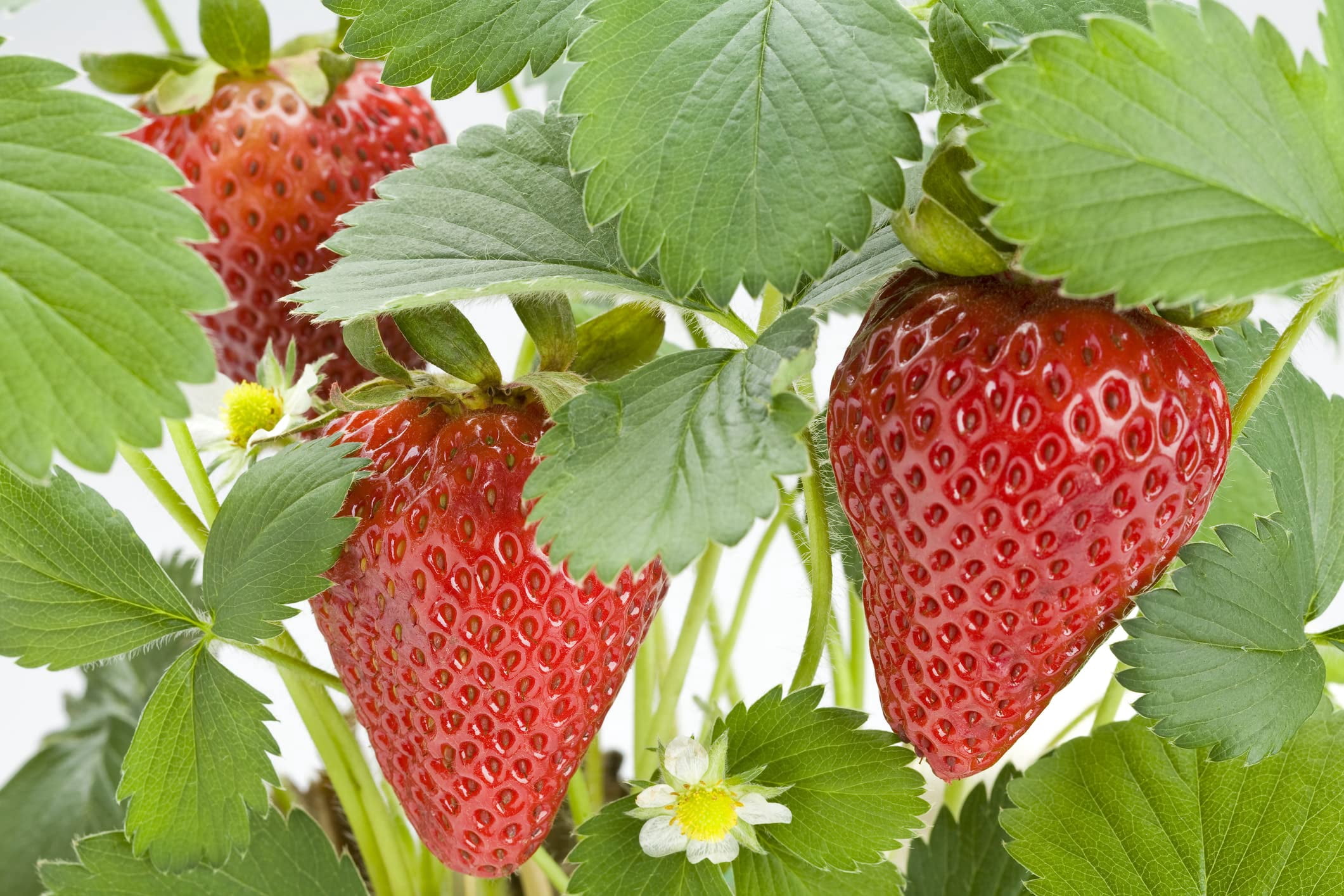 Albion Everbearing Strawberry Plants - Fruit Very Firm, Sweet, High Yields (30 Plants) Can Not Ship to California.