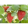 thumbnail image 2 of Albion Everbearing Strawberry Plants - Fruit Very Firm, Sweet, High Yields (30 Plants) Can Not Ship to California., 2 of 4