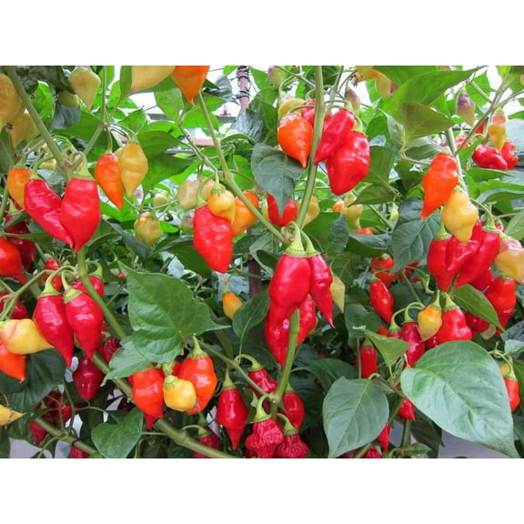 200 Seeds SANTA Fe GRANDE PEPPER (Guero Chili Pepper / Yellow Hot Chili Pepper) Capsicum Annuum Vegetable Seeds