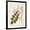 Black Frame, variant on Art.com Vintage Flowering Trees VIII Art Print by 0 Unknown, 12" x 16"