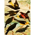thumbnail image 3 of Emil August Göldi 15x18 Black Modern Framed Museum Art Print Titled - Japiim, Nightingale, Police English, Vain-Taua, Vain-Una, Vira-Basta (1900-1906), 3 of 5
