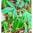 thumbnail image 4 of Pigeon Peas (Gungo) Cajanus Cajan, 4 of 4