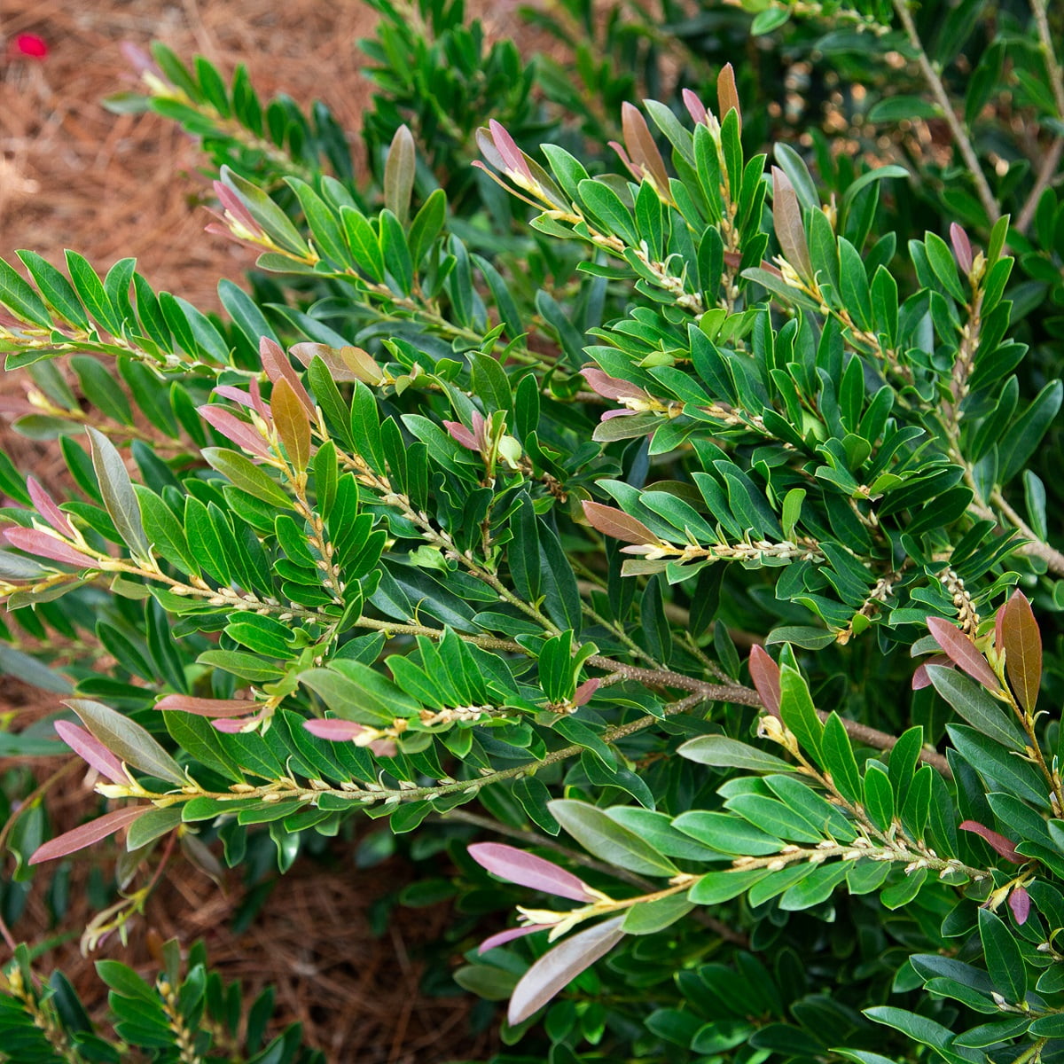 Southern Living Plants Cast in Bronze Distylium Evergreen Shrub 2 Gal