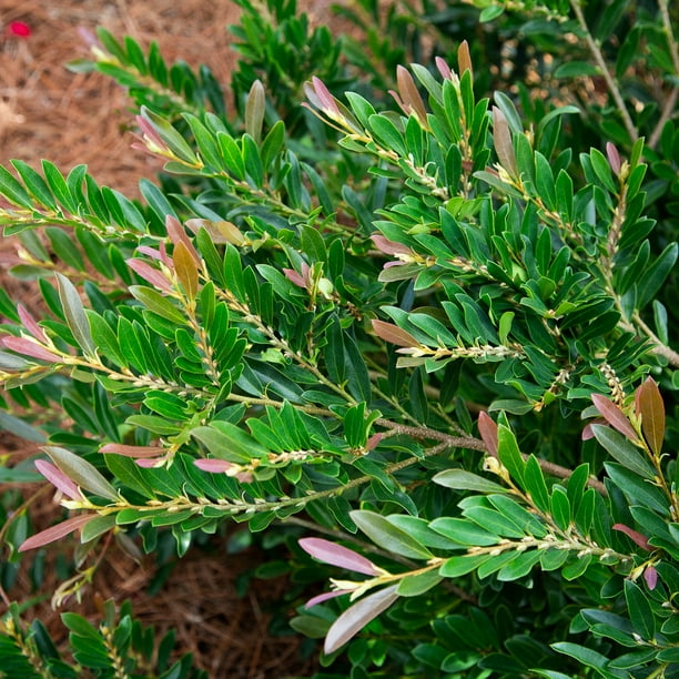 Southern Living Plants Cast in Bronze Distylium Evergreen Shrub 2 Gal
