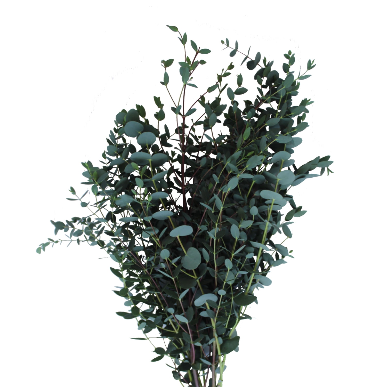 Eucalyptus Parvifolia Fresh Cut Filler 100 Stems Green by Bloomingmore