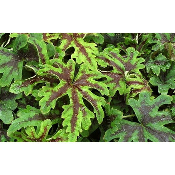 Oregon Trail Foam Flower Shade Lover Tiarella Live