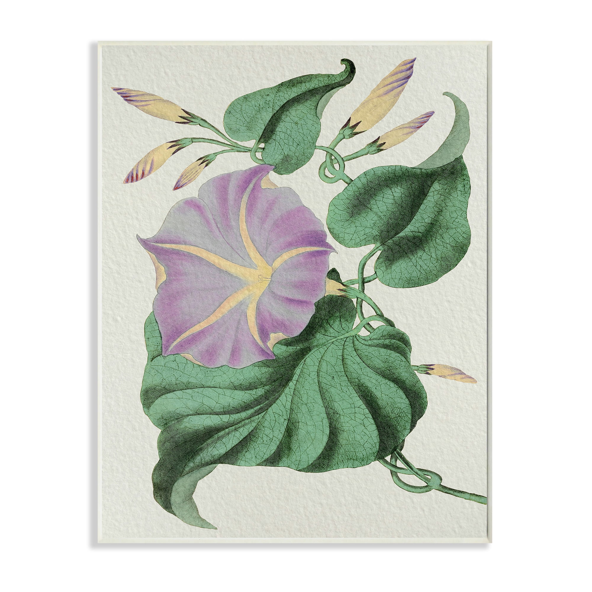 Floral Art Print Morning–glory Vintage Botanical Poster Print Flower Study